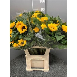 Helianthus Vincent's Choice