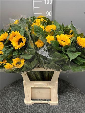 <h4>Helianthus Vincent's Choice</h4>