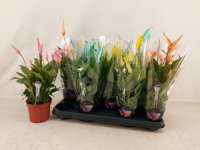 <h4>SPATH BELLINI</h4>