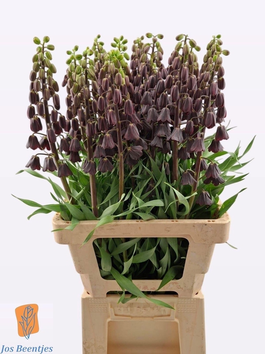 <h4>FRIT PERSICA</h4>