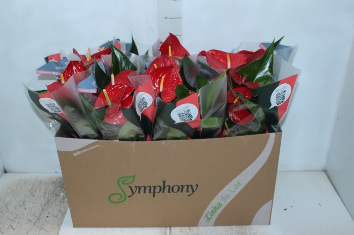 <h4>ANTHURIUM QUERIDA P15</h4>