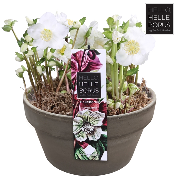 <h4>Helleborus niger 'Christmas Carol' P21 (Naked Basalt series)</h4>