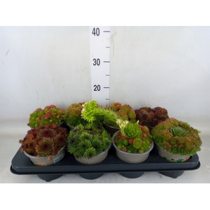 Sempervivum   ...mix