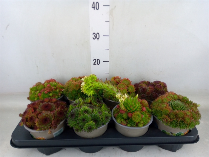 <h4>Sempervivum   ...mix</h4>