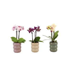 Liam Mix Tiny Dolls Mix 2T10+ Aqu@