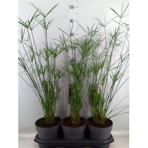 Cyperus papyrus