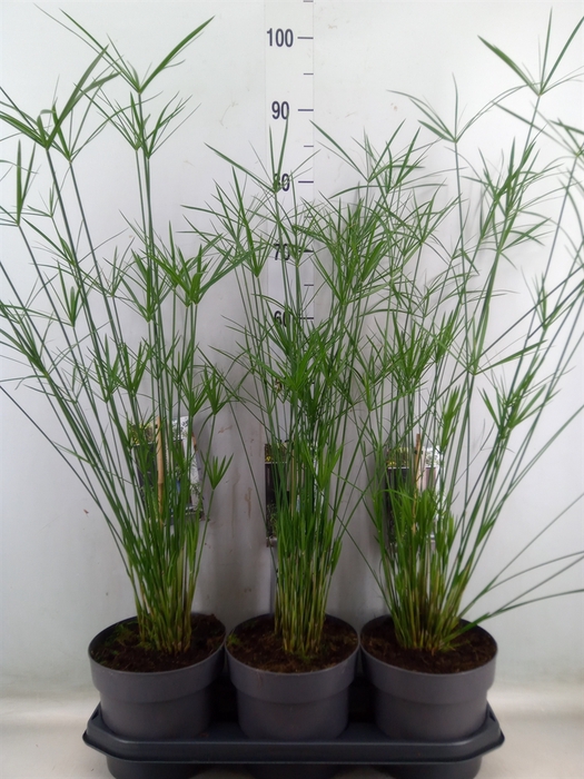 <h4>Cyperus papyrus</h4>
