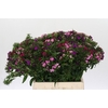 Dianthus Br Mix