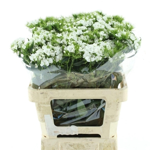 DI BARB S WILL WHITE