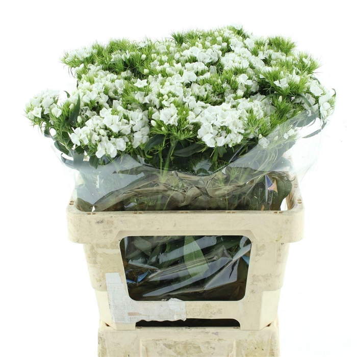 <h4>DI BARB S WILL WHITE</h4>