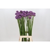 Allium Gladiator