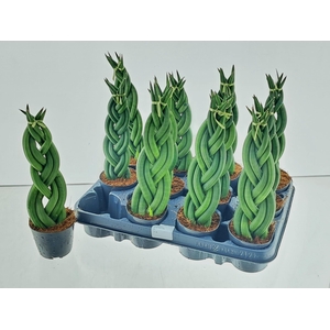 SANSEV CYLINDRICA OV