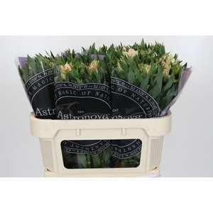 Alstroemeria Astronova Thabit