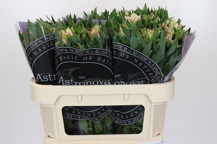 Alstroemeria Astronova Thabit