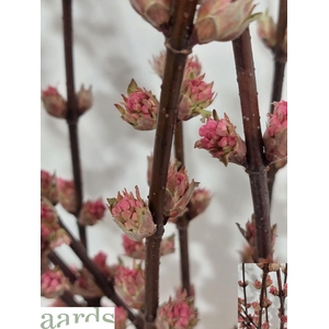 VIBUR BODN CH LAMONT