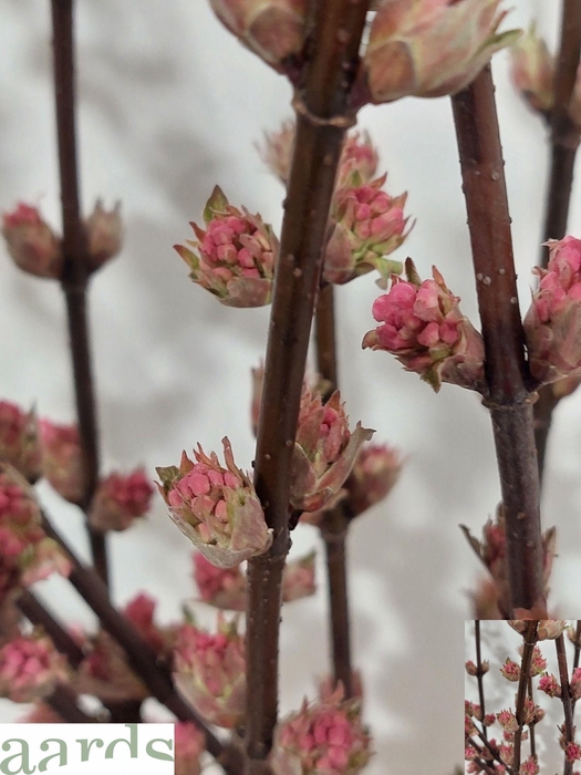 <h4>VIBUR BODN CH LAMONT</h4>