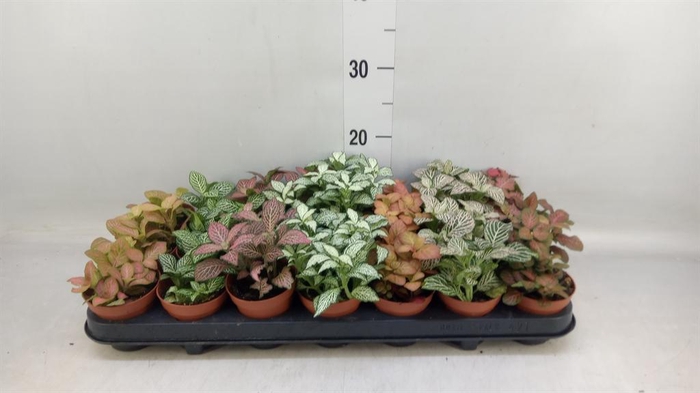 <h4>Fittonia   ...mix 7</h4>