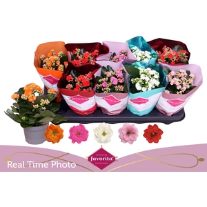 KAL GE PERF GEM 5 KL