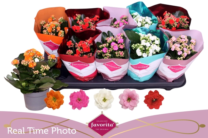 <h4>KAL GE PERF GEM 5 KL</h4>