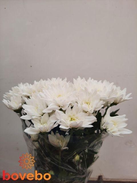 <h4>CHR T PINA COLADA</h4>