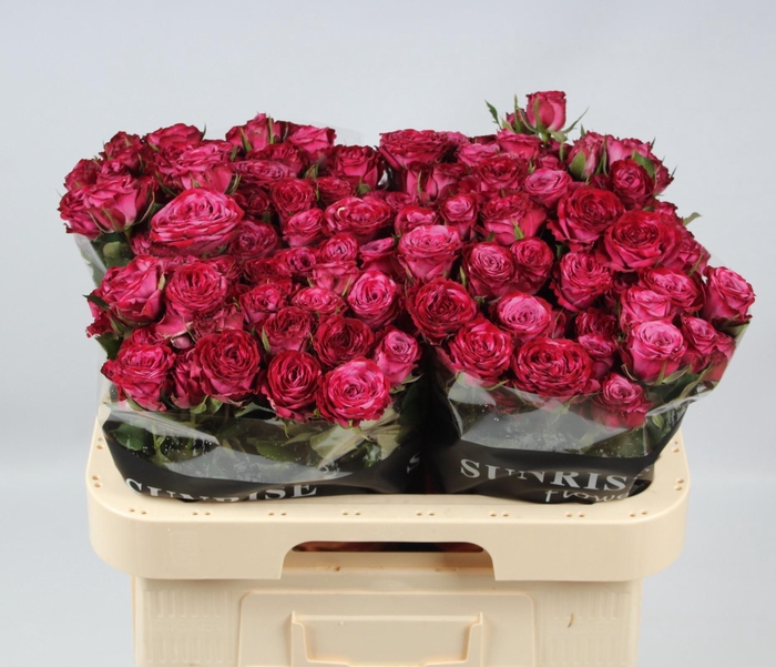 <h4>R TR PURPLE QUEEN</h4>