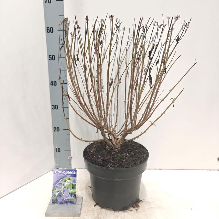 <h4>Caryopteris x clandonensis</h4>