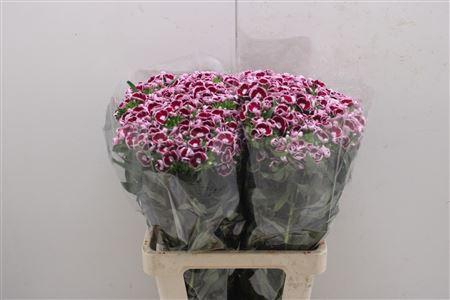 <h4>Di Barb Aldo Capri</h4>