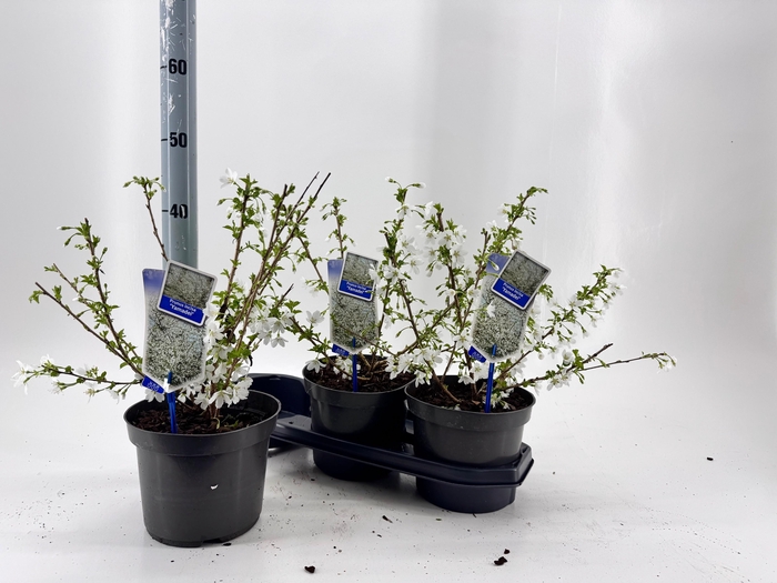 <h4>PRUN INCISA</h4>