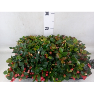 Gaultheria proc.