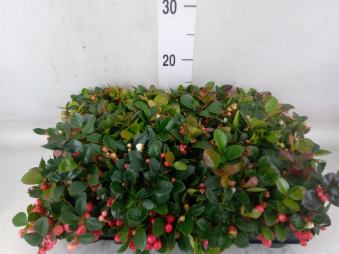 <h4>Gaultheria proc.</h4>