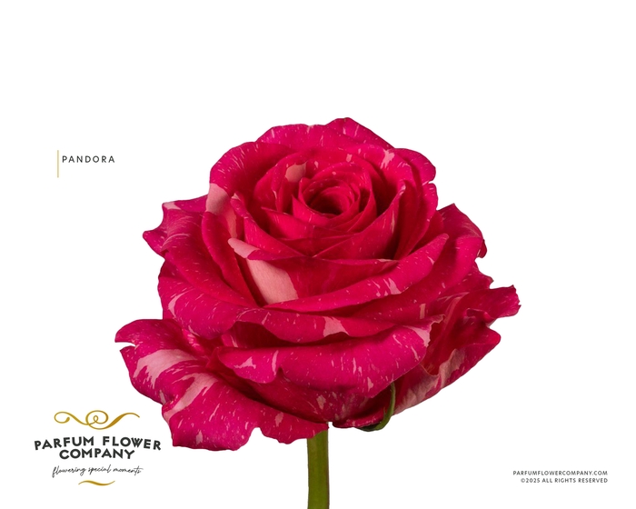 <h4>Rosa Premium Pandora</h4>