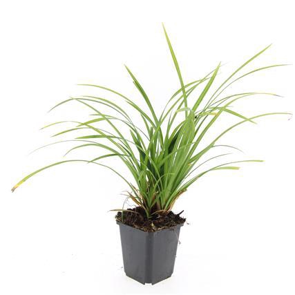 <h4>Carex morrowii 'Irish Green'</h4>