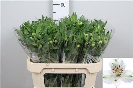 <h4>Alstr Virginia</h4>