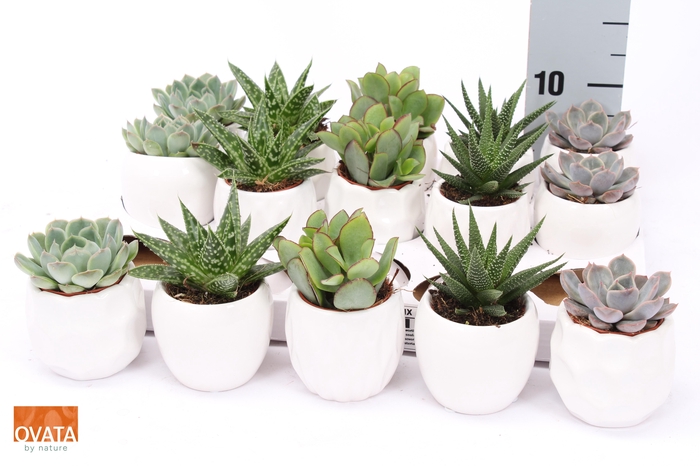 <h4>SUCC GEM 5 SRT</h4>