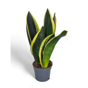Sansevieria Black Gold 9 cm