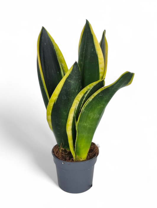 <h4>Sansevieria Black Gold 9 cm</h4>