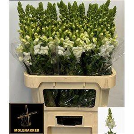 <h4>Antir Antibes White</h4>