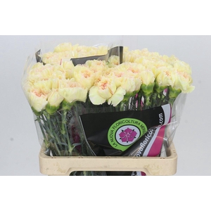 Dianthus St Apple Tea