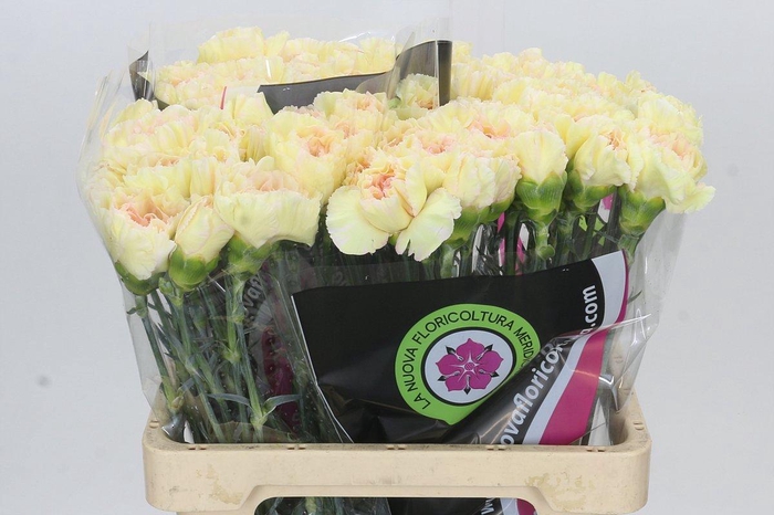 <h4>Dianthus St Apple Tea</h4>