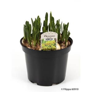 NARCISSUS CYCLAMINEUS