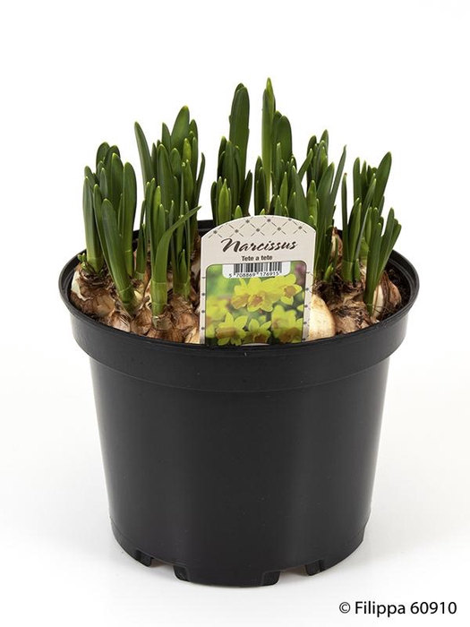 <h4>NARCISSUS CYCLAMINEUS</h4>