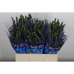 Veronica  'Clea Diana'