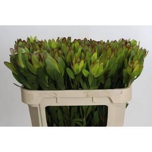 LEUCADENDRON  'SAFARI GOLDSTRIKE'