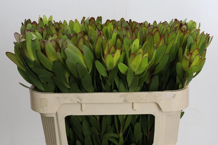 <h4>LEUCADENDRON  'SAFARI GOLDSTRIKE'</h4>