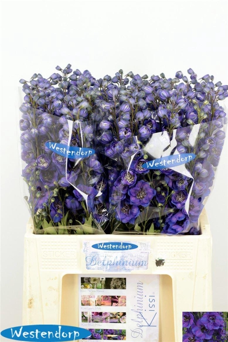 <h4>Delph El Kissi Flash Blue</h4>