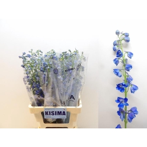 DELPH DU TRIT D BLUE