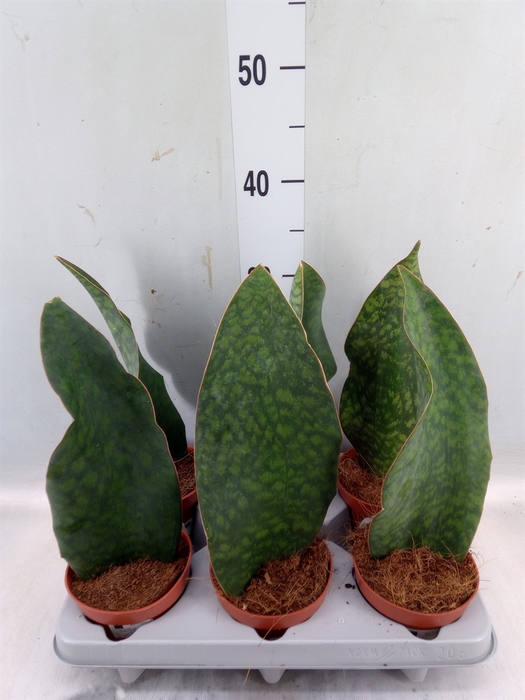 <h4>Sansevieria grandis</h4>