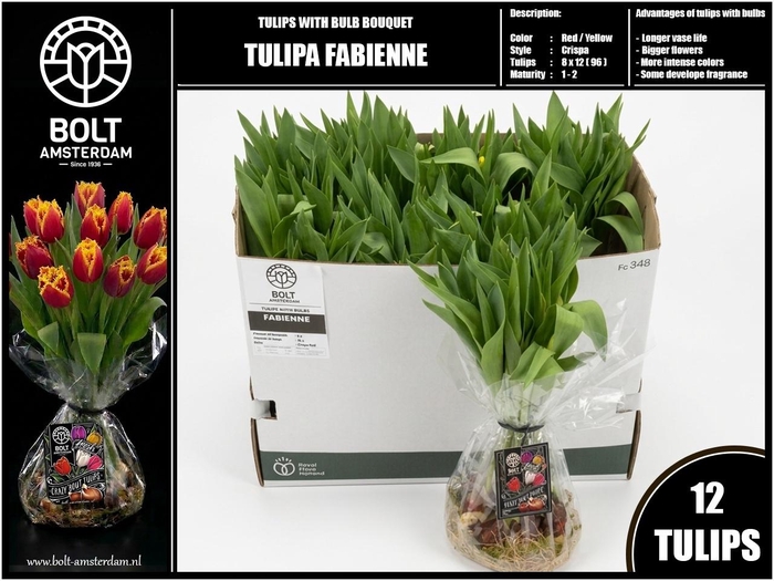 <h4>TU FR FABIENNE</h4>