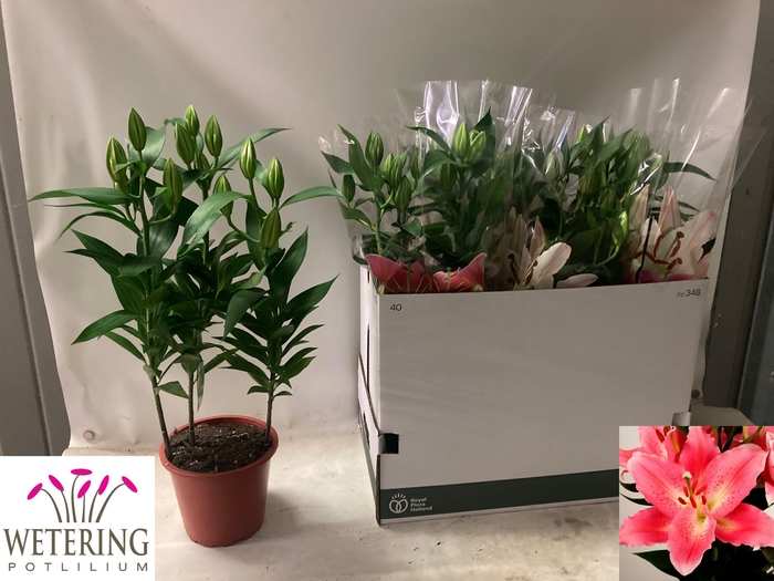 <h4>LIL OR SUNNY CAMINO</h4>