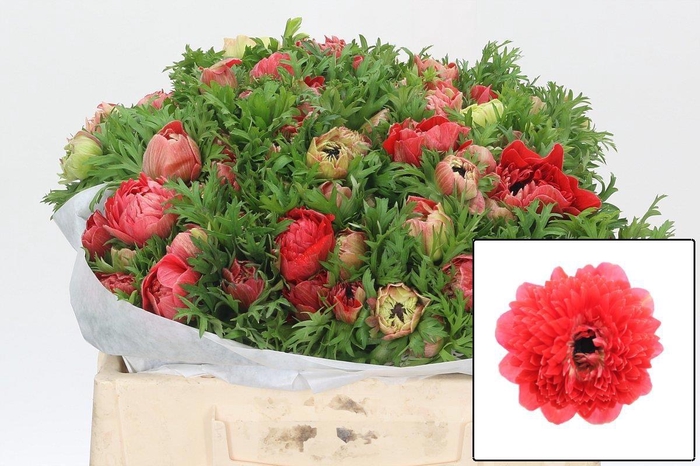 <h4>ANEM CO LEVAN ROSSO</h4>